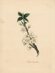 Plommonträd - Vanligt plommonträd, Prunus domestica. Taget från en illustration av James Sowerby från William Woodvilles "Medical Botany." Handkolorerad zinkograf av C. Chabot tecknad av Miss M. A. Burnett från hennes "" Plantae Utiliores: or Illustrations