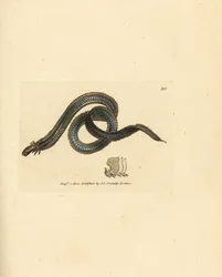 Polychaete mask, Phyllodoce lamelligera (Nereis lamelligera). Handkolorerad kopparstick av James Sowerby från The British Miscellany, eller färgade figurer av nya, sällsynta eller föga kända djurämnen.