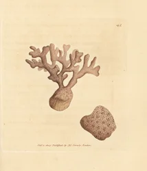 Porella compressa (Millepora compressa). Handkolorerad kopparstick av James Sowerby från The British Miscellany, eller färgade figurer av nya, sällsynta eller föga kända djurämnen.