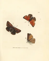 Renkantad kopparfjäril, Lycaena hippothoe. Handkolorerad kopparstick av James Sowerby från The British Miscellany, eller färgade figurer av nya, sällsynta eller föga kända djurämnen.