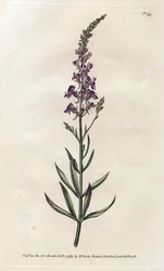 Purple Linar - Litografi av James Sowerby (1757-1822), från William Curtis