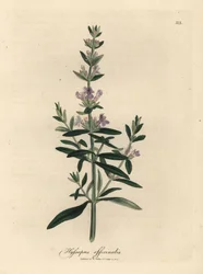 紫の花ヒソップ、Hyssopus officinalis スウェーデン