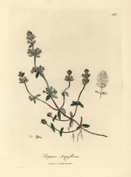 Lilablommig vild timjan, Thymus serpyllum