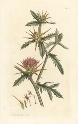 Lila starthistel, Centaurea calcitrapa (Centauree halvkombi, Centauree etoilee eller Star Thistle) Handfärgad kopparstick efter en illustration av James Sowerby från James Smith
