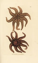 Lila solstjärna, Solaster endeca (Niostrålig sjöstjärna, Asterias endeca). Handkolorerad kopparstick av James Sowerby från The British Miscellany, eller färgade figurer av nya, sällsynta eller föga kända djurämnen.