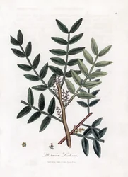 Putty tree eller lentiscus pistasch - Putty tree, Pistacia lentiscus. Handfärgad kopparstick från en botanisk illustration av James Sowerby från William Woodville och Sir William Jackson Hookers "" Medical Botany", John Bohn, London