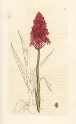 Pyramidal orchid, Anacamptis pyramidalis (Pyramidal orchis, Orchis pyramidalis). Handkolorerad kopparstick efter en illustration av James Sowerby från James Smith