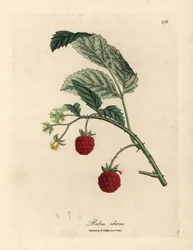 Hallonbuske med mogen frukt och gula blommor, Rubus idaeus