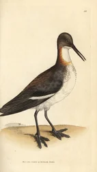 Rödhalsad phalarope, Phalaropus lobatus (Phalaropus hyperboreus). Handkolorerad kopparstick av James Sowerby från The British Miscellany, eller färgade figurer av nya, sällsynta eller föga kända djurämnen.