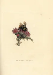 Stenhumla, Bombus lapidarius (Apis flavicollis), på en tistel. Handkolorerat kopparstick av James Sowerby ur The British Miscellany, or Coloured figures of new, rare, or little known animal subjects.