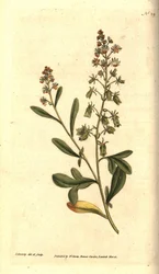 Reseda odorant - Sötdoftande reseda eller mignonette, Reseda odorata. Handkolorerad kopparstick och botanisk illustration av James Sowerby från William Curtis