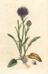 Round-headed rampion, Phyteuma orbiculare (Phyteuma orbicularis) (Orbicular Rapunzel) Handfärgad kopparstick efter en illustration av James Sowerby från James Smith