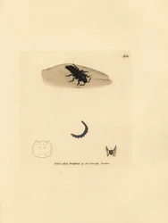 Rovebagge, Velleius dilatatus (Tandhornig Staphylinus, Staphylinus concolor). Handfärgad kopparstick av James Sowerby från The British Miscellany, eller färgade figurer av nya, sällsynta eller föga kända djurämnen.