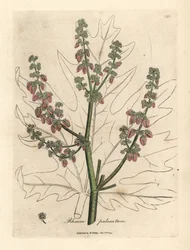 Rabarberblommor och stjälk, bladkontur, Rheum palmatum