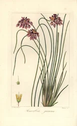 Rush lilja, Sowerbaea juncea, infödd i Australien. Uppkallad efter den botaniska konstnären James Sowerby. Handkolorerad sticklinggravyr på koppar av Barrois från en botanisk illustration av Pancrace Bessa från Mordant de Launays "Herbier General de l