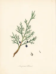 Sabine enbär - Vanlig savin eller enbär savin, Juniperus sabina. Taget från en illustration av James Sowerby från William Woodville och Sir William Jackson Hookers "Medical Botany." Handkolorerad zinkograf av C. Chabot tecknad av Miss M. A. Burnett från h.