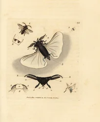 Sandbiparasit, Stylops melittae. Handkolorerad kopparstick av James Sowerby från The British Miscellany, eller färgade figurer av nya, sällsynta eller föga kända djurämnen.