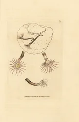 Sandmask med röda filtar, Amphitrite rosea. Handkolorerad kopparstick av James Sowerby från The British Miscellany, eller färgade figurer av nya, sällsynta eller föga kända djurämnen.