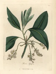 Sassafras träd, Laurus sassafras
