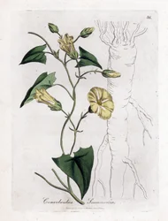 Scamonee - Scammony bindweed, Convolvulus scammonia. Handfärgad kopparstick från en botanisk illustration av James Sowerby från William Woodville och Sir William Jackson Hookers "" Medical Botany", John Bohn, London