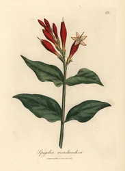 Scarlet blommande indisk rosa, Spigelia marilandica