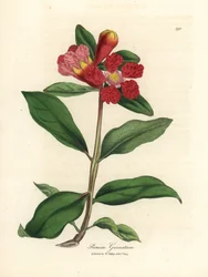 Scharlakansrödblommigt granatäppleträd, Punica granatum