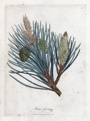 Tallfura - Gran eller tall, Pinus sylvestris. Handfärgad kopparstick från en botanisk illustration av James Sowerby från William Woodville och Sir William Jackson Hookers "" Medical Botany", John Bohn, London