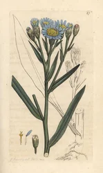 Havsaster, Tripolium pannonicum subsp. tripolium (Sea starwort, Aster tripolium) (Aster maritime) Handfärgad kopparstick efter en illustration av James Sowerby från James Smith
