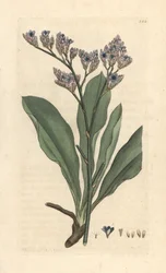 Havslavendel, Limonium vulgare (Statice limonium) (havslavendel) Handkolorerad kopparstick efter en illustration av James Sowerby från James Smith