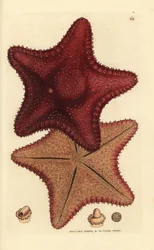 Sjöstjärna eller sjöstjärna, Hippasteria phrygiana (Asterias equestris?). Handkolorerad kopparstick av James Sowerby från The British Miscellany, eller färgade figurer av nya, sällsynta eller föga kända djurämnen.