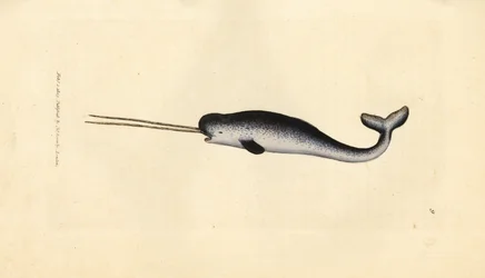 Havets enhörning eller narval, Monodon monoceros. Sällsynt exemplar med dubbla betar. Handkolorerad kopparstick av James Sowerby från The British Miscellany, eller färgade figurer av nya, sällsynta eller föga kända djurämnen.