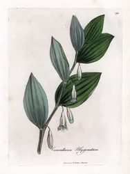 Seal of Solomon Multiflora - Salomons sigill, Polygonatum multiflorum. Handfärgad kopparstick från en botanisk illustration av James Sowerby från William Woodville och Sir William Jackson Hookers "" Medical Botany", John Bohn, London