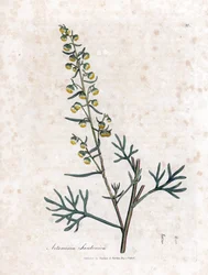 Sperma kontra eller semencine eller sagebrush av Judee - Santonica, Artemisia cina. Handfärgad kopparstick från en botanisk illustration av James Sowerby från William Woodville och Sir William Jackson Hookers "" Medical Botany", John Bohn, London