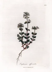 Kortsynt gräs - Vanlig ögontröst, Euphrasia officinalis. Handfärgad kopparstick från en botanisk illustration av James Sowerby från William Woodville och Sir William Jackson Hookers "" Medical Botany", John Bohn, London