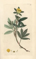 Buskig cinquefoil, Dasiphora fruticosa eller Potentilla fruticosa (Cinquefoil frutescente ou la cinquefoil shbustive) Handfärgad kopparstick efter en illustration av James Sowerby från James Smith