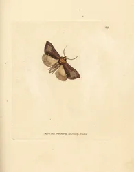 Smala polerade brassels, Thysanoplusia orichalcea (Yorkshire polerade brasselsmal; Phalaena Noctua aerifera). Handkolorerad kopparstick av James Sowerby från The British Miscellany, eller färgade figurer av nya, sällsynta eller föga kända djursulor