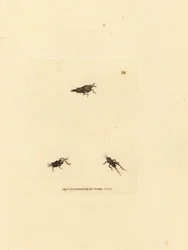 Smal gräshoppa, Tetrix subulata (AWL-formad akrydium, Acrydium subulatum). Handkolorerad kopparstick av James Sowerby från The British Miscellany, eller färgade figurer av nya, sällsynta eller föga kända djurämnen.