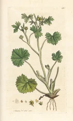 Småblommig smörblomma, Ranunculus parviflorus (smörblomma) Handfärgad kopparstick efter en illustration av James Sowerby från James Smith