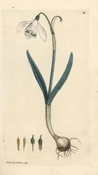 Snödroppe, Galanthus nivalis. Handkolorerad kopparstick efter en illustration av James Sowerby från James Smith