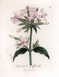 Tvålört, Saponaria officinalis. Handfärgad kopparstick från en botanisk illustration av James Sowerby från William Woodville och Sir William Jackson Hookers "" Medical Botany", John Bohn, London