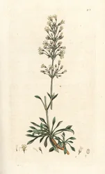 Spansk fångfluga, Silene otites (spansk campion, Cucubalus otites) (silene och små blad) Handfärgad kopparstick efter en illustration av James Sowerby från James Smith