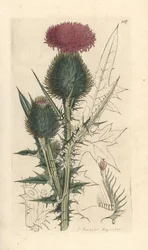 Spjuttistel, Cirsium vulgare (Carduus lanceolatus) (Common Cirse) Handkolorerad kopparstick efter en illustration av James Sowerby från James Smith