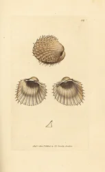 Taggig hjärtmussla, Acanthocardia aculeata (Cardium spinosum). Handkolorerad koppargravyr av James Sowerby ur The British Miscellany, or Coloured figures of new, rare, or little known animal subjects.