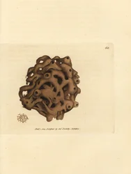 Svamp, Haliclona cinerea (Annullerad svamp, Spongia cancellata). Handkolorerad kopparstick av James Sowerby från The British Miscellany, eller färgade figurer av nya, sällsynta eller föga kända djurämnen.