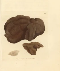Svamp, Spongionella pulchella (Spongia pulchella). Handfärgad kopparstick av James Sowerby från The British Miscellany, eller färgade figurer av nya, sällsynta eller föga kända djurämnen.