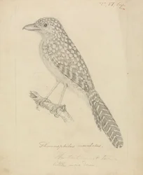 Fläckryggad myrshike