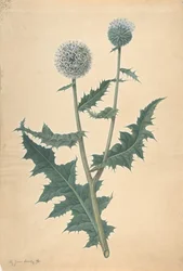 Studie av en tistel, före 1822.