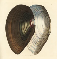 Svanmussla, Anodonta stagnalis (Mytilus stagnalis). Handkolorerad kopparstick av James Sowerby från The British Miscellany, eller färgade figurer av nya, sällsynta eller föga kända djurämnen.