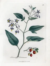 Besksöta - Vedartad besksöta, Solanum dulcamara. Handkolorerad koppargravyr efter en botanisk illustration av James Sowerby ur William Woodville och Sir William Jackson Hookers Medical Botany, John Bohn, London