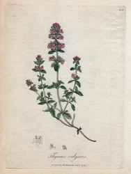 Timjan (Thymus vulgaris). Handfärgad koppargravering från en illustration av James Sowerby. Utdrag från boken av William Woodville och Sir William Jackson Hooker “” Botanique Medicineal ”” 1832. Den outtröttliga Sowerby (1757-1822) drog mer än 2500 PL